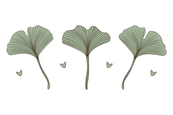 Ginkgo Biloba Leaves Color Set: Elevating Design with Botanical Precision